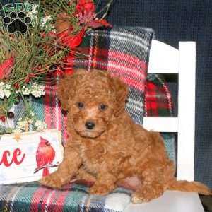 Jewel, Toy Poodle Puppy