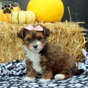 Jewel, Havanese Puppy