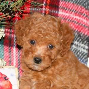 Jewel, Toy Poodle Puppy