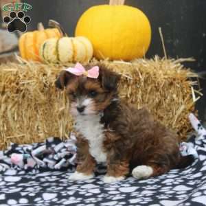 Jewel, Havanese Puppy