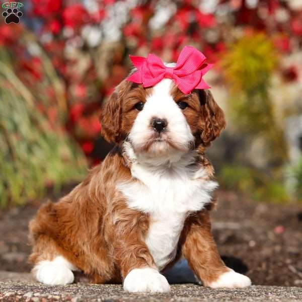 Jewel, Cavapoo Puppy