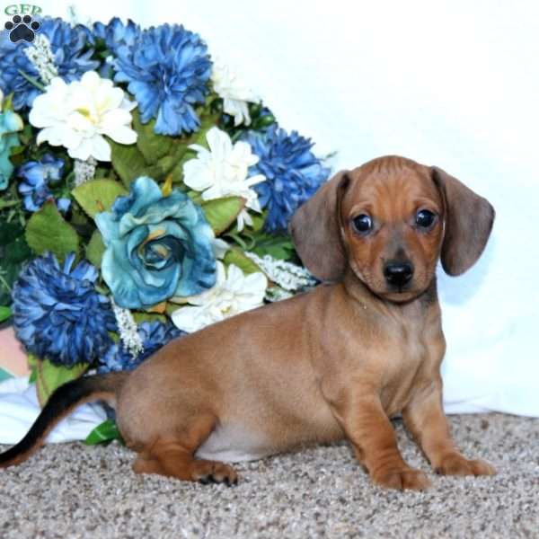 Jiffy, Dachshund Puppy