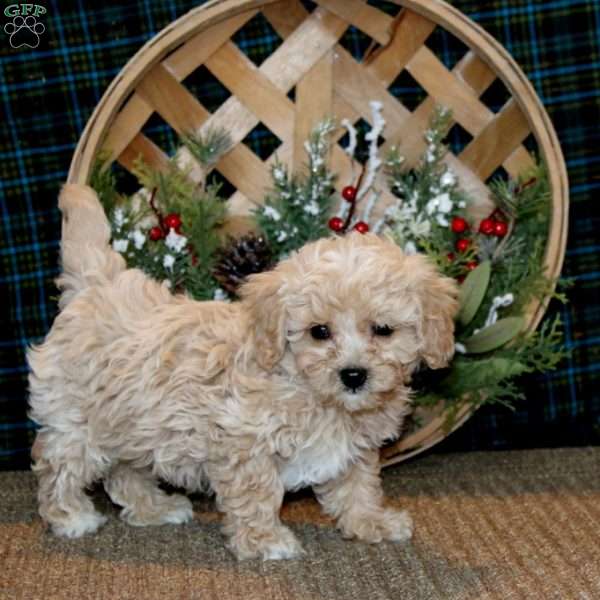 Jiffy, Cavapoo Puppy