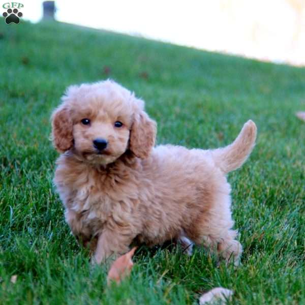 Jiffy, Mini Goldendoodle Puppy