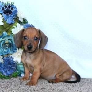 Jiffy, Dachshund Puppy