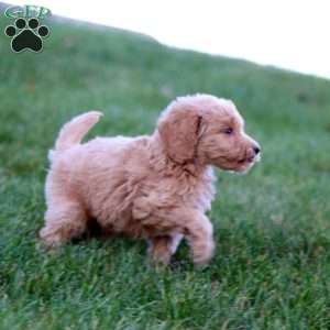 Jiffy, Mini Goldendoodle Puppy