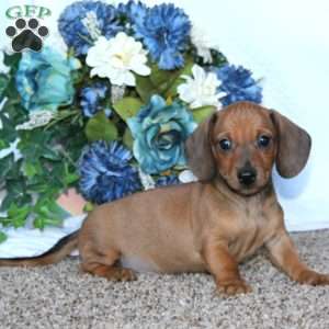 Jiffy, Dachshund Puppy