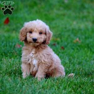 Jiffy, Mini Goldendoodle Puppy