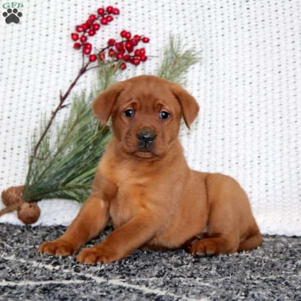 Jill, Fox Red Labrador Retriever Puppy