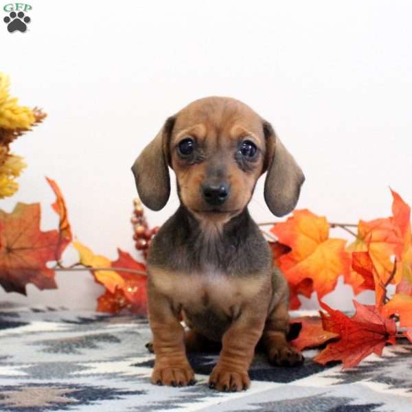 Jillian-Mini, Dachshund Puppy