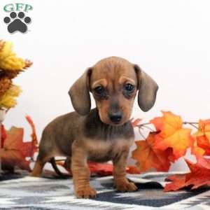 Jillian-Mini, Dachshund Puppy