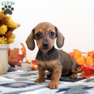 Jillian-Mini, Dachshund Puppy