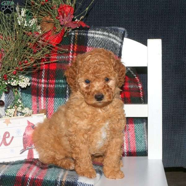 Jingle, Toy Poodle Puppy