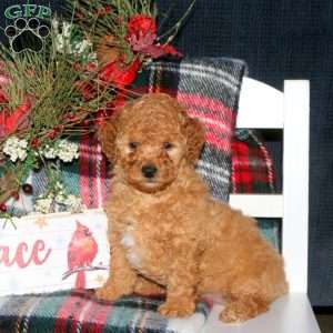 Jingle, Toy Poodle Puppy