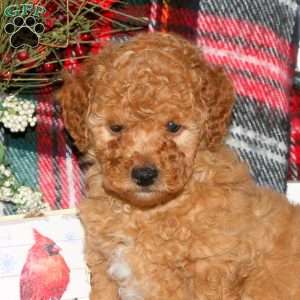 Jingle, Toy Poodle Puppy