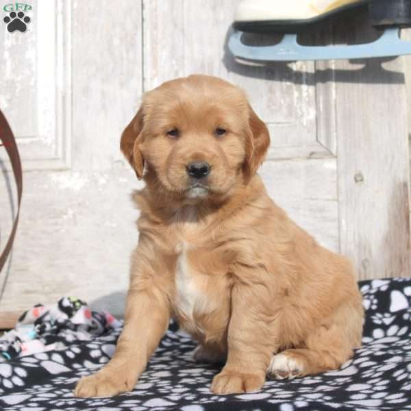 Jingles, Miniature Golden Retriever Puppy