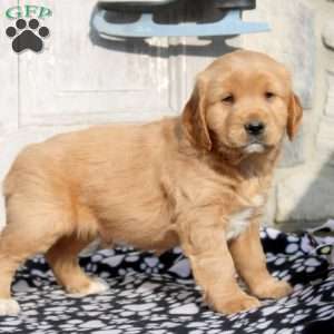 Jingles, Miniature Golden Retriever Puppy