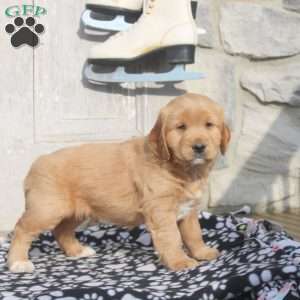 Jingles, Miniature Golden Retriever Puppy