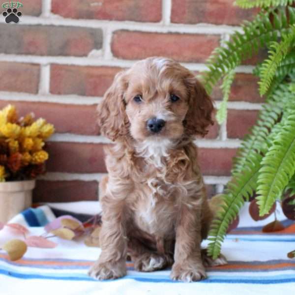 Jingles, Cockapoo Puppy