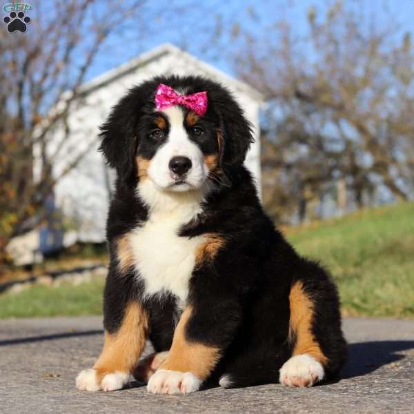 Jody, Bernese Mountain Dog Puppy