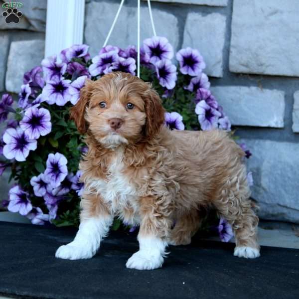 Jodi, Cockapoo Puppy