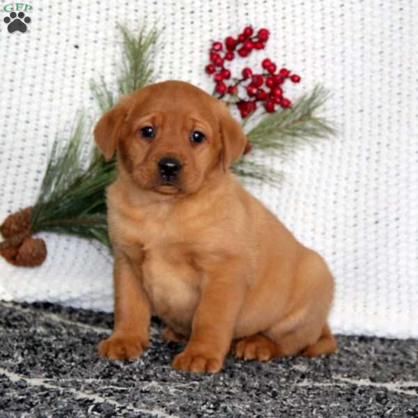 Jodi, Fox Red Labrador Retriever Puppy