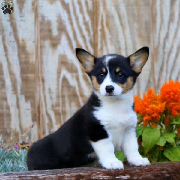 Jodi, Pembroke Welsh Corgi Puppy