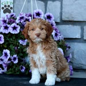 Jodi, Cockapoo Puppy