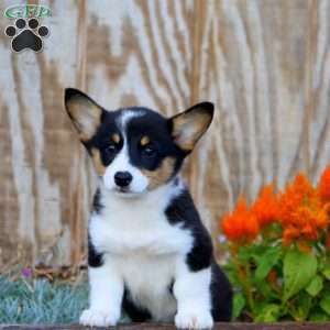 Jodi, Pembroke Welsh Corgi Puppy