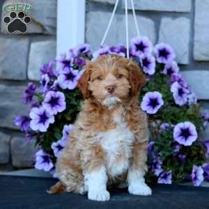 Jodi, Cockapoo Puppy