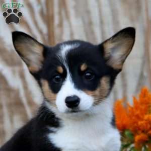 Jodi, Pembroke Welsh Corgi Puppy