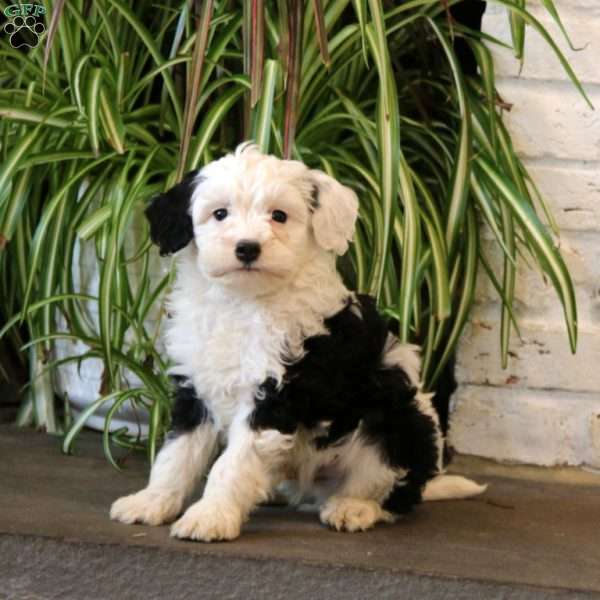 Joel, Mini Bernedoodle Puppy