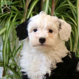 Joel, Mini Bernedoodle Puppy