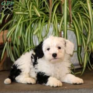 Joel, Mini Bernedoodle Puppy