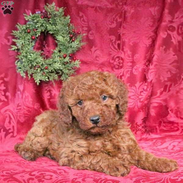 Joelle, Miniature Poodle Puppy