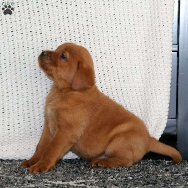 Joleen, Fox Red Labrador Retriever Puppy