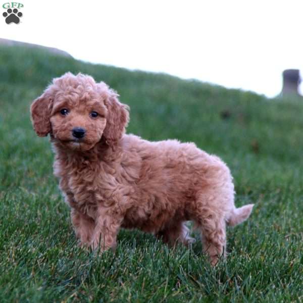 Joleen, Mini Goldendoodle Puppy