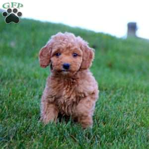 Joleen, Mini Goldendoodle Puppy