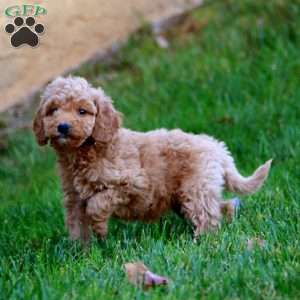 Joleen, Mini Goldendoodle Puppy