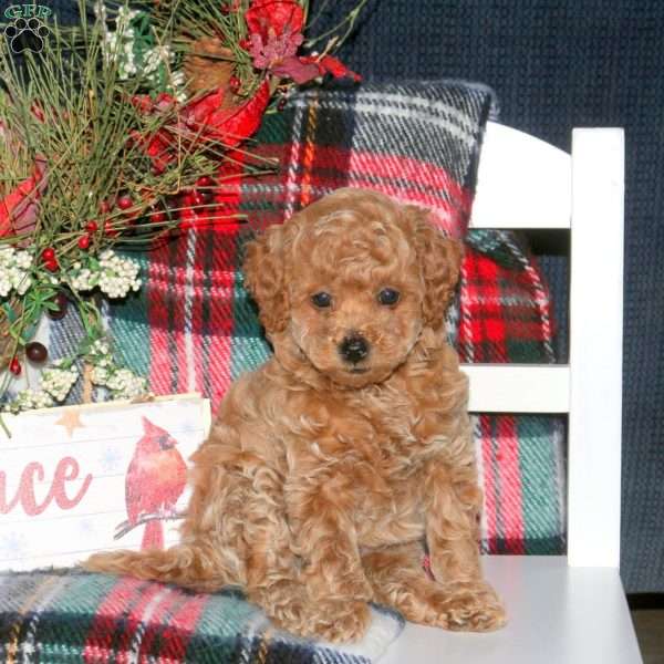 Jolly, Toy Poodle Puppy