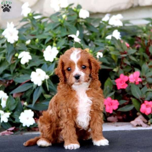 Jonathan, Cavapoo Puppy