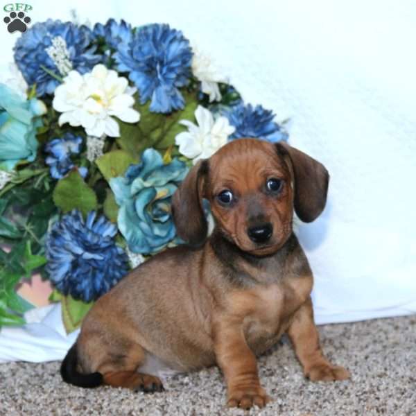 Josh, Dachshund Puppy