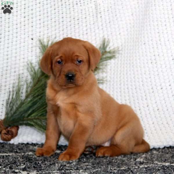 Josh, Fox Red Labrador Retriever Puppy