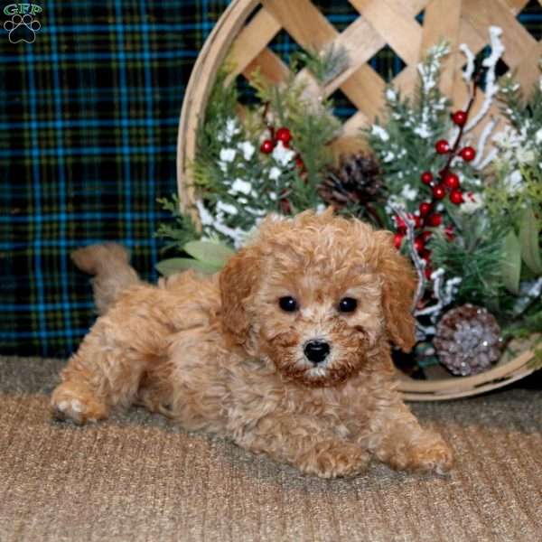 Josh, Cavapoo Puppy