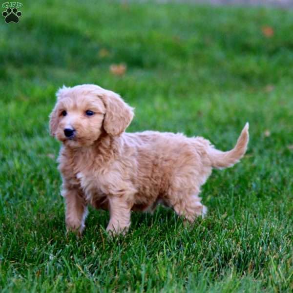 Josh, Mini Goldendoodle Puppy