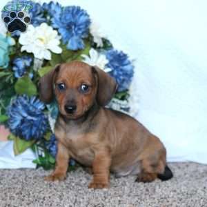 Josh, Dachshund Puppy