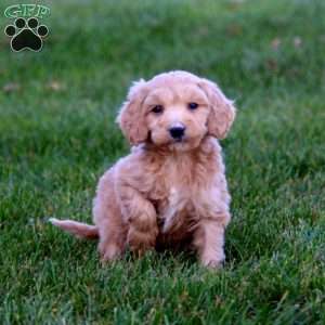 Josh, Mini Goldendoodle Puppy