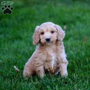 Josh, Mini Goldendoodle Puppy