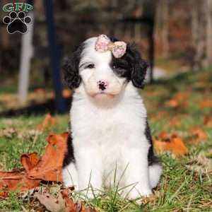 Josie, Sheepadoodle Puppy