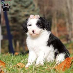 Josie, Sheepadoodle Puppy